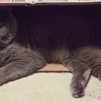 Scottish Fold, Kedi  rasko fotoğrafı