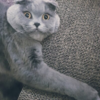 Scottish Fold, Kedi  rasko fotoğrafı