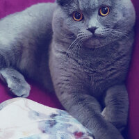 Scottish Fold, Kedi  rasko fotoğrafı