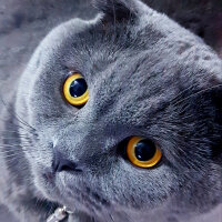 Scottish Fold, Kedi  rasko fotoğrafı