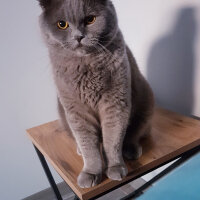 Scottish Fold, Kedi  rasko fotoğrafı