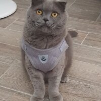 Scottish Fold, Kedi  rasko fotoğrafı