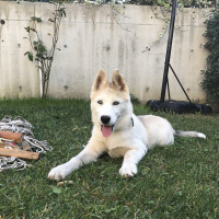 Sibirya Kurdu (Husky), Köpek  Lia fotoğrafı