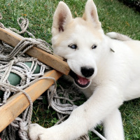 Sibirya Kurdu (Husky), Köpek  Lia fotoğrafı