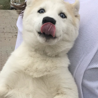 Sibirya Kurdu (Husky), Köpek  Lia fotoğrafı