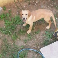 Labrador Retriever, Köpek  LUCKY fotoğrafı