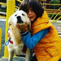 Golden Retriever, Köpek  Çıtır fotoğrafı