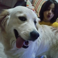 Golden Retriever, Köpek  Çıtır fotoğrafı