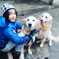 Golden Retriever, Köpek  Pıtır fotoğrafı