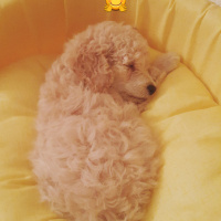 Poodle (Minyatür Kaniş), Köpek  Puffy fotoğrafı