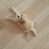 Poodle (Minyatür Kaniş), Köpek  Puffy fotoğrafı