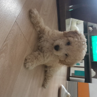 Poodle (Minyatür Kaniş), Köpek  Puffy fotoğrafı