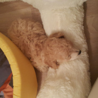 Poodle (Minyatür Kaniş), Köpek  Puffy fotoğrafı