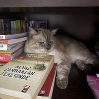 British Shorthair, Kedi  Beymen fotoğrafı