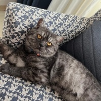 British Longhair, Kedi  Şimşek fotoğrafı