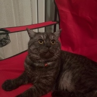 British Longhair, Kedi  Şimşek fotoğrafı