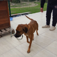 Boxer, Köpek  Nova fotoğrafı