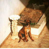 Boxer, Köpek  Nova fotoğrafı