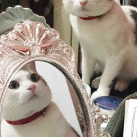 Tekir Kedi, Kedi  Çiko fotoğrafı