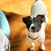 Jack Russell Terrier, Köpek  Buddy fotoğrafı