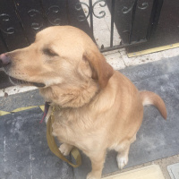 Golden Retriever, Köpek  05345563492 fotoğrafı