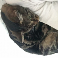 Tekir Kedi, Kedi  Sıdıka fotoğrafı