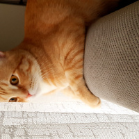British Shorthair, Kedi  Rocky fotoğrafı