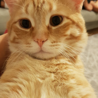 British Shorthair, Kedi  Rocky fotoğrafı