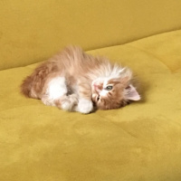 Tekir Kedi, Kedi  Nuniş fotoğrafı