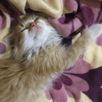 Tekir Kedi, Kedi  Nuniş fotoğrafı