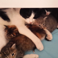 Tekir Kedi, Kedi  MİA fotoğrafı