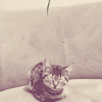 Tuxedo (Smokin) Kedi, Kedi  Karam fotoğrafı