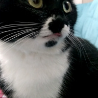 Tuxedo (Smokin) Kedi, Kedi  Karam fotoğrafı
