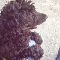 İngiliz Cocker Spaniel, Köpek  Mişa fotoğrafı