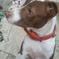 Amerikan Staffordshire Terrier, Köpek  zeyna fotoğrafı