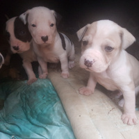 Amerikan Staffordshire Terrier, Köpek  zeyna fotoğrafı