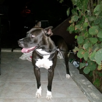 Amerikan Staffordshire Terrier, Köpek  zeyna fotoğrafı
