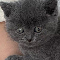 British Shorthair, Kedi  Darwin fotoğrafı