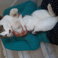 Tekir Kedi, Kedi  Kaplan fotoğrafı