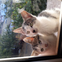 Tekir Kedi, Kedi  Kaplan fotoğrafı