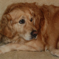 Golden Retriever, Köpek  KİTA fotoğrafı
