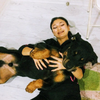 Rottweiler, Köpek  Lebron fotoğrafı