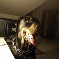 Rottweiler, Köpek  Lebron fotoğrafı