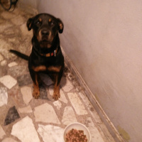 Rottweiler, Köpek  Lebron fotoğrafı