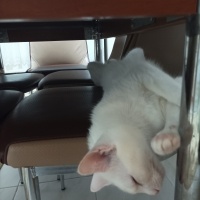 Van Kedisi, Kedi  Şila fotoğrafı