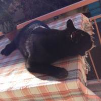 Bombay, Kedi  Kömür fotoğrafı