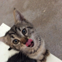Bombay, Kedi  Kömür fotoğrafı