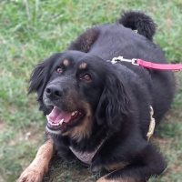 Rottweiler, Köpek  Şila fotoğrafı