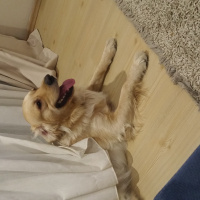 Golden Retriever, Köpek  TUCKER fotoğrafı