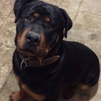 Rottweiler, Köpek  Paşa fotoğrafı